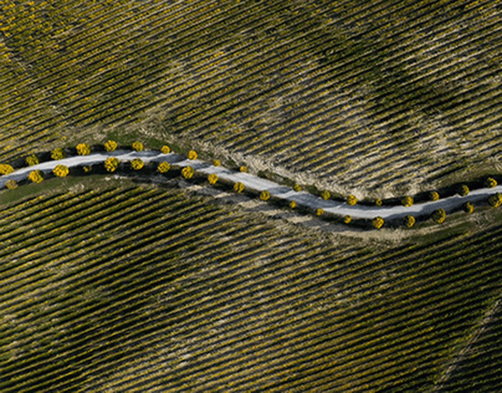 Власти Екатеринбурга предложили ограничить скорость электросамокатов до 10 км/ч